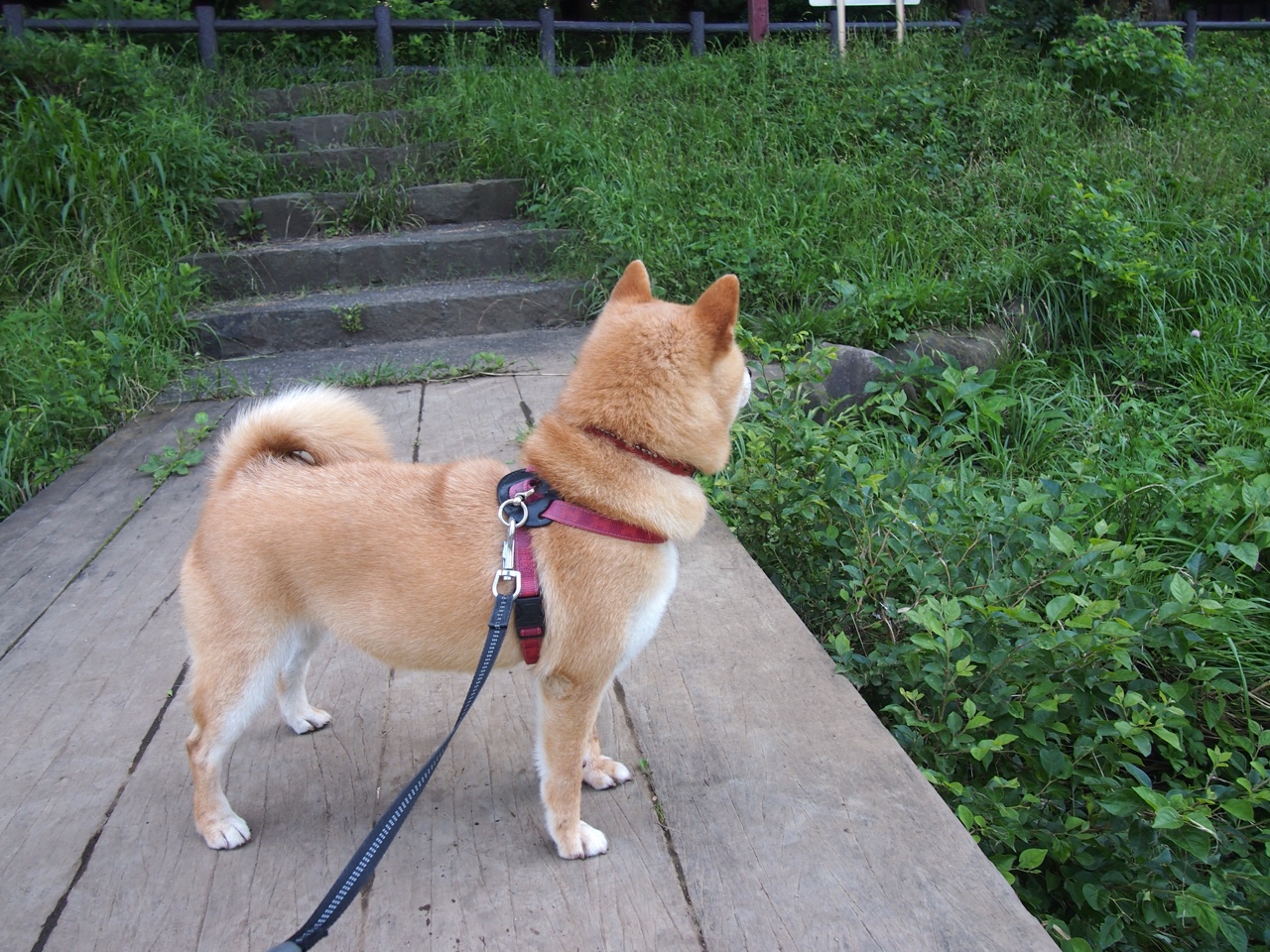 随机巴塞罗那遭受重创，欧冠前景堪忧，巴塞罗那欧冠晋级了吗
