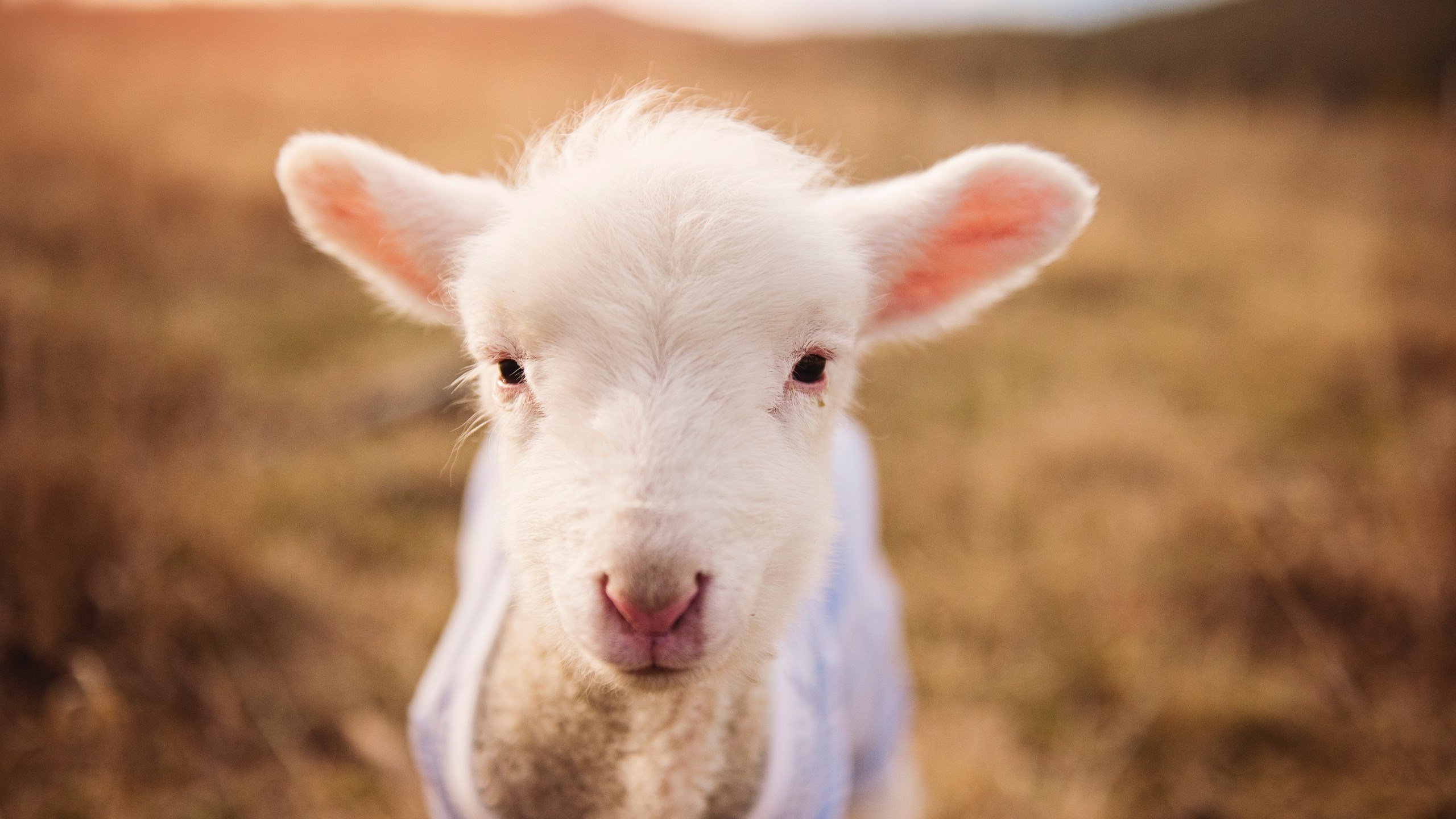 随机布莱顿客场逼平水晶宫，英超保级形势稍显缓和，布莱顿对水晶宫比分结果