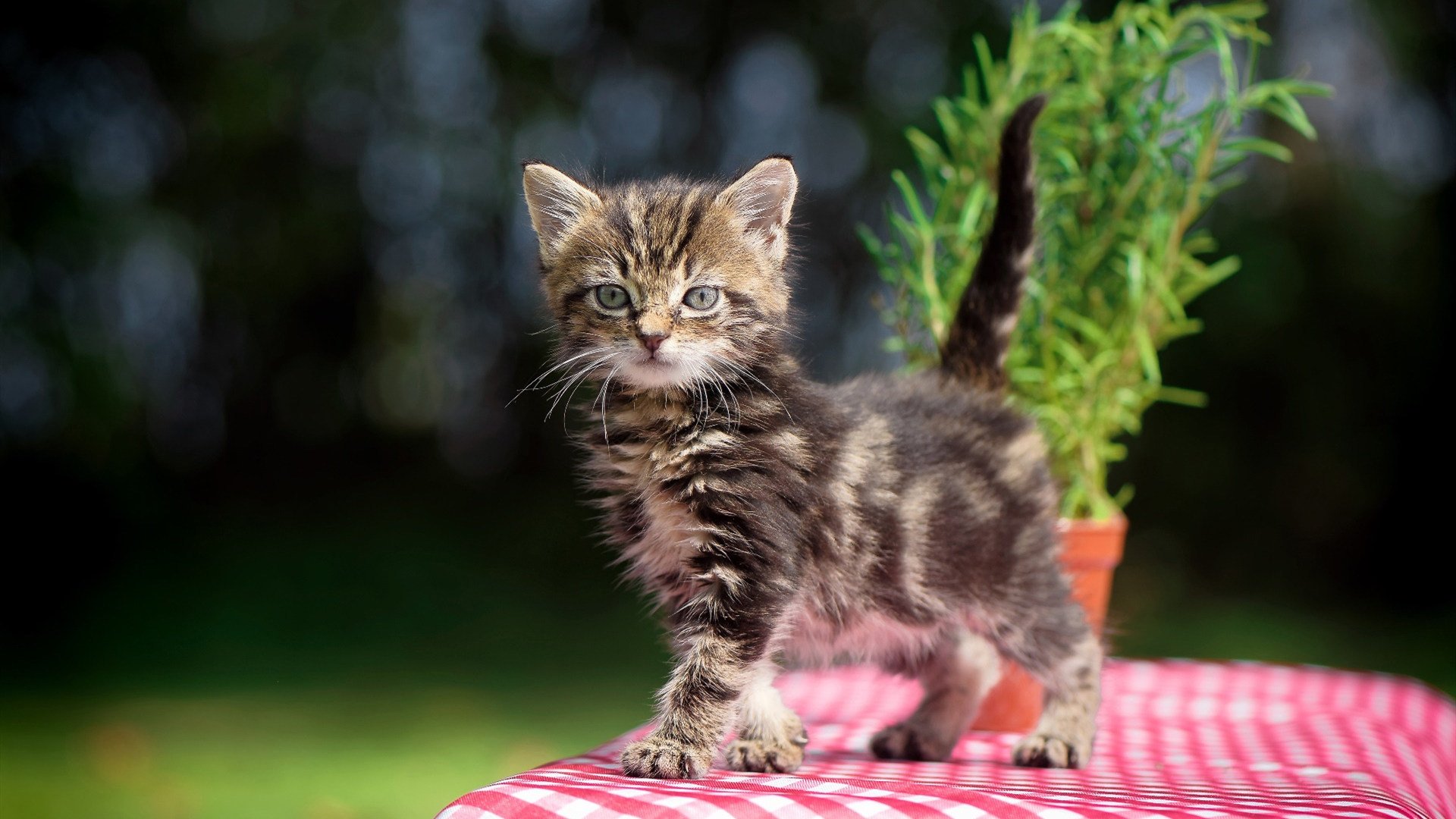 随机广东宏远球员伤病恢复良好，广东宏远所有球员